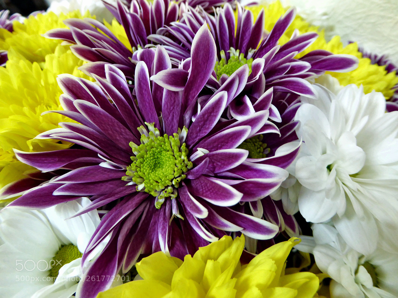 Panasonic Lumix DMC-ZS40 (Lumix DMC-TZ60) sample photo. Chrysanthemums under the sun photography