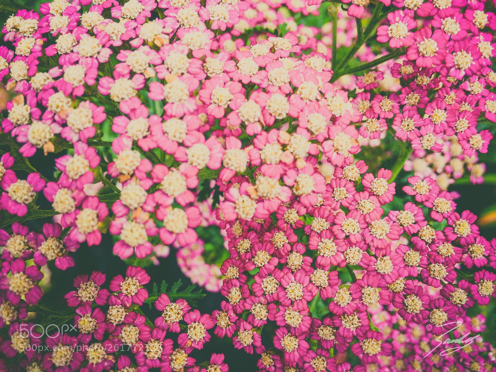 Apple iPhone 6s Plus sample photo. Yarrow beauty photography
