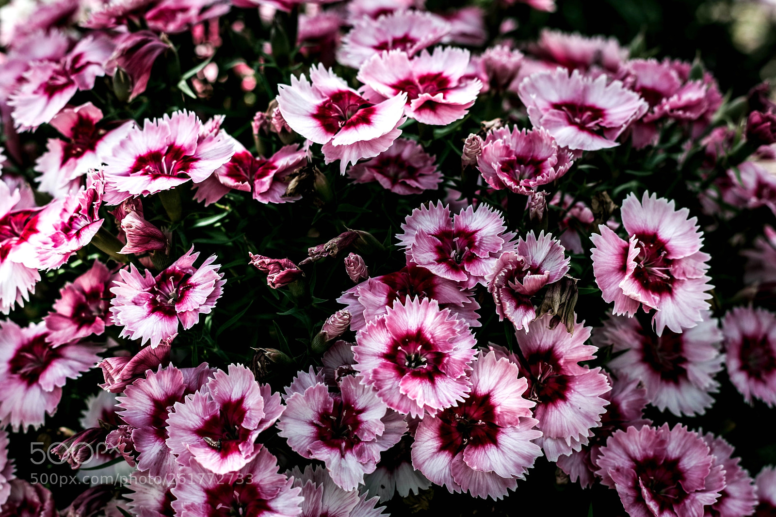 Pentax K-70 sample photo. #dianthus photography