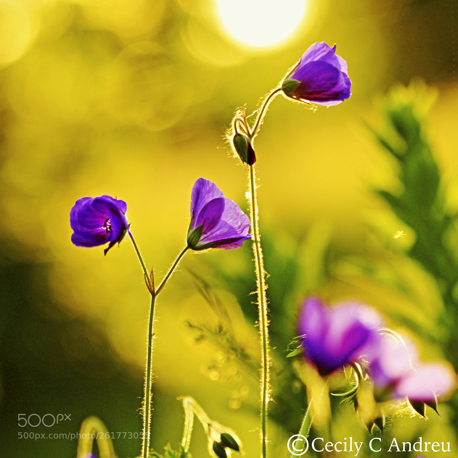 Canon EOS 40D sample photo. Golden hour with geranium photography