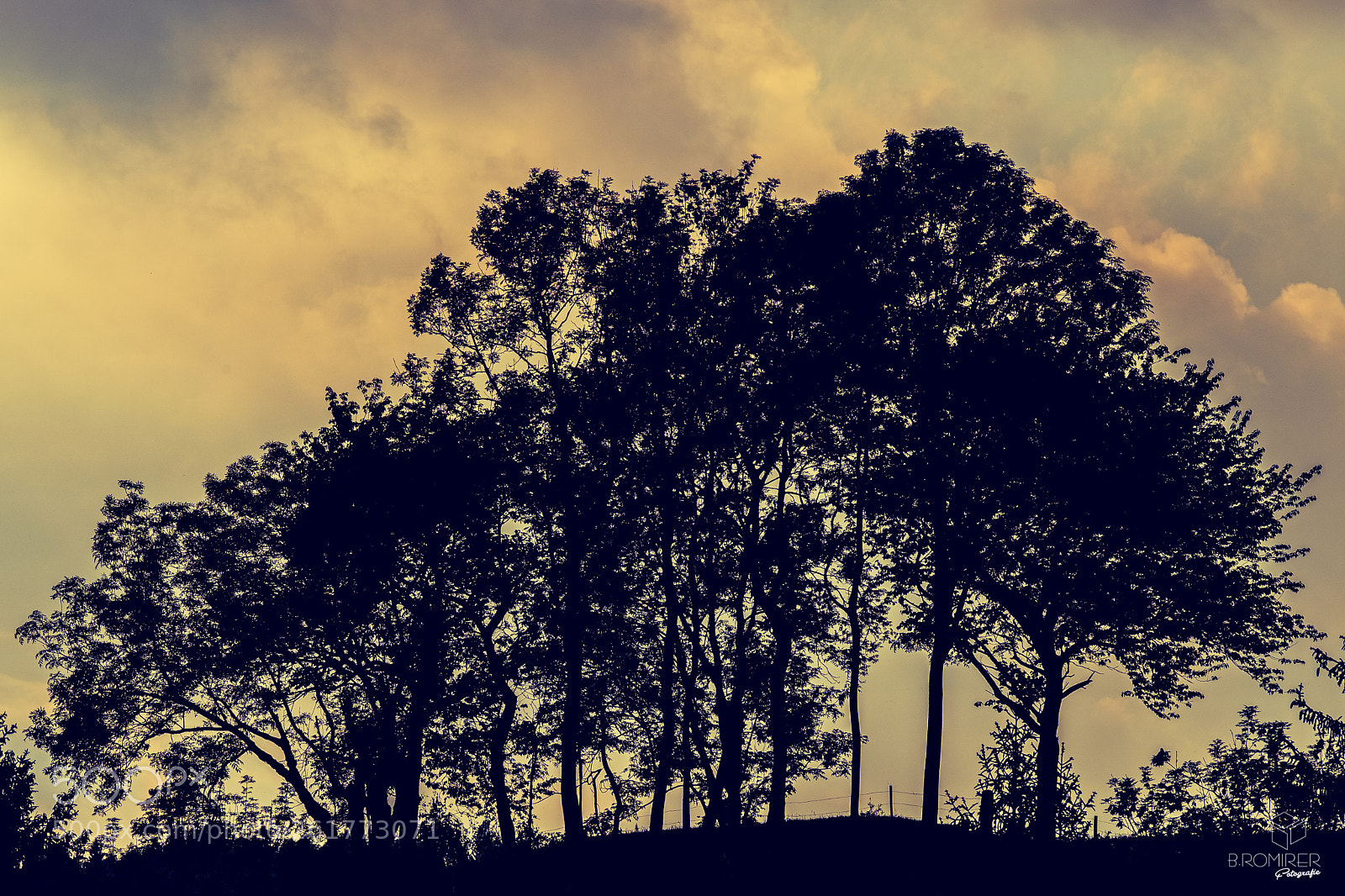 Fujifilm X-T2 sample photo. Black trees photography