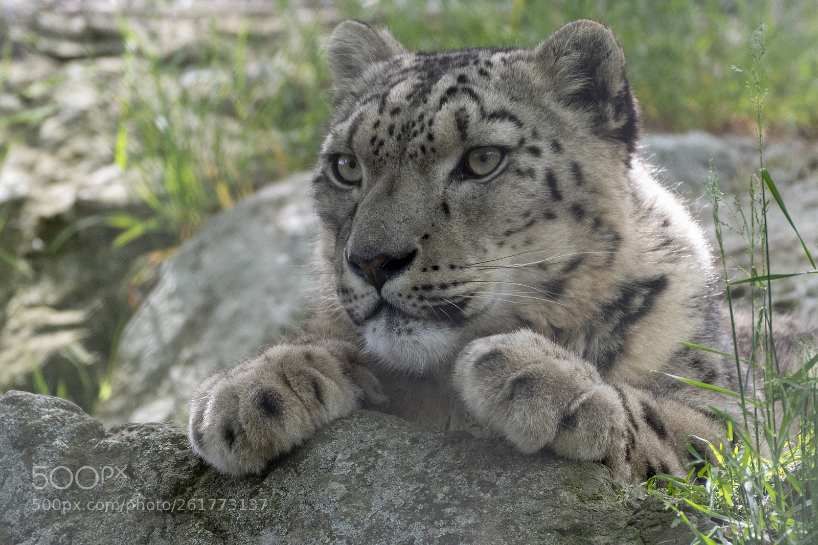 Nikon D500 sample photo. Snow leopard photography