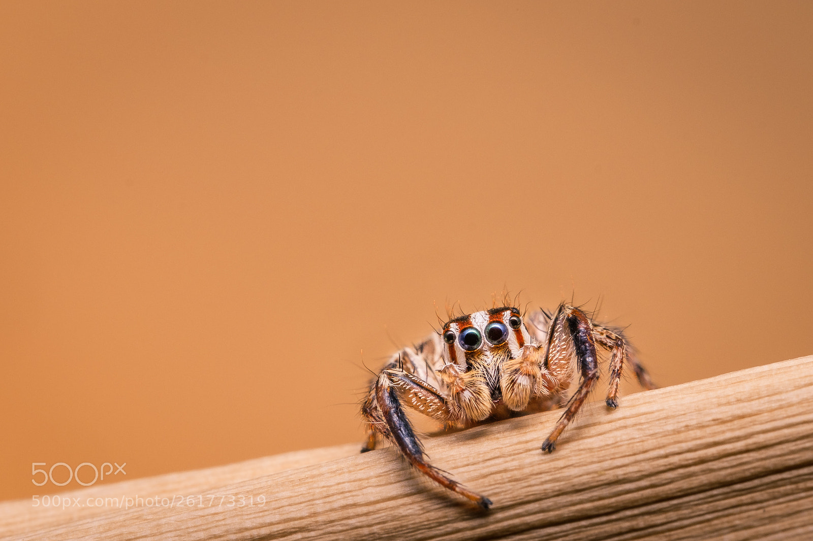 Fujifilm X-T2 sample photo. Jumping spider (ii) photography