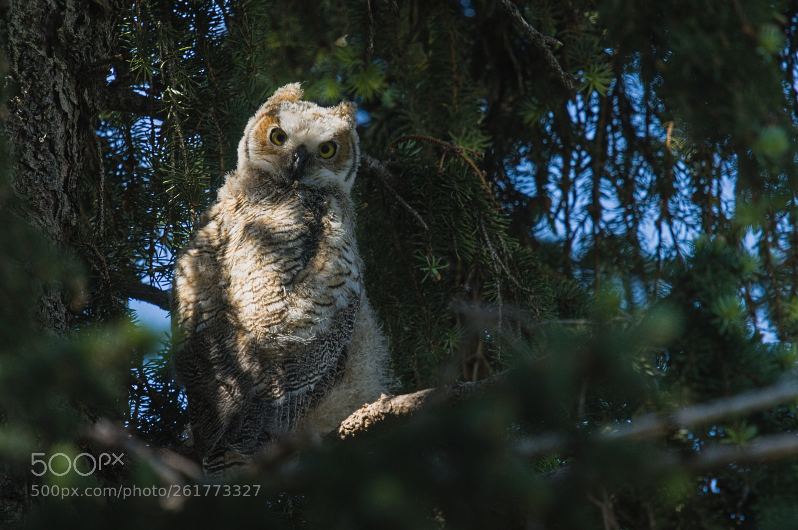 Nikon Nikkor AF-S 300mm F4E PF ED VR sample photo. Great horned owl photography