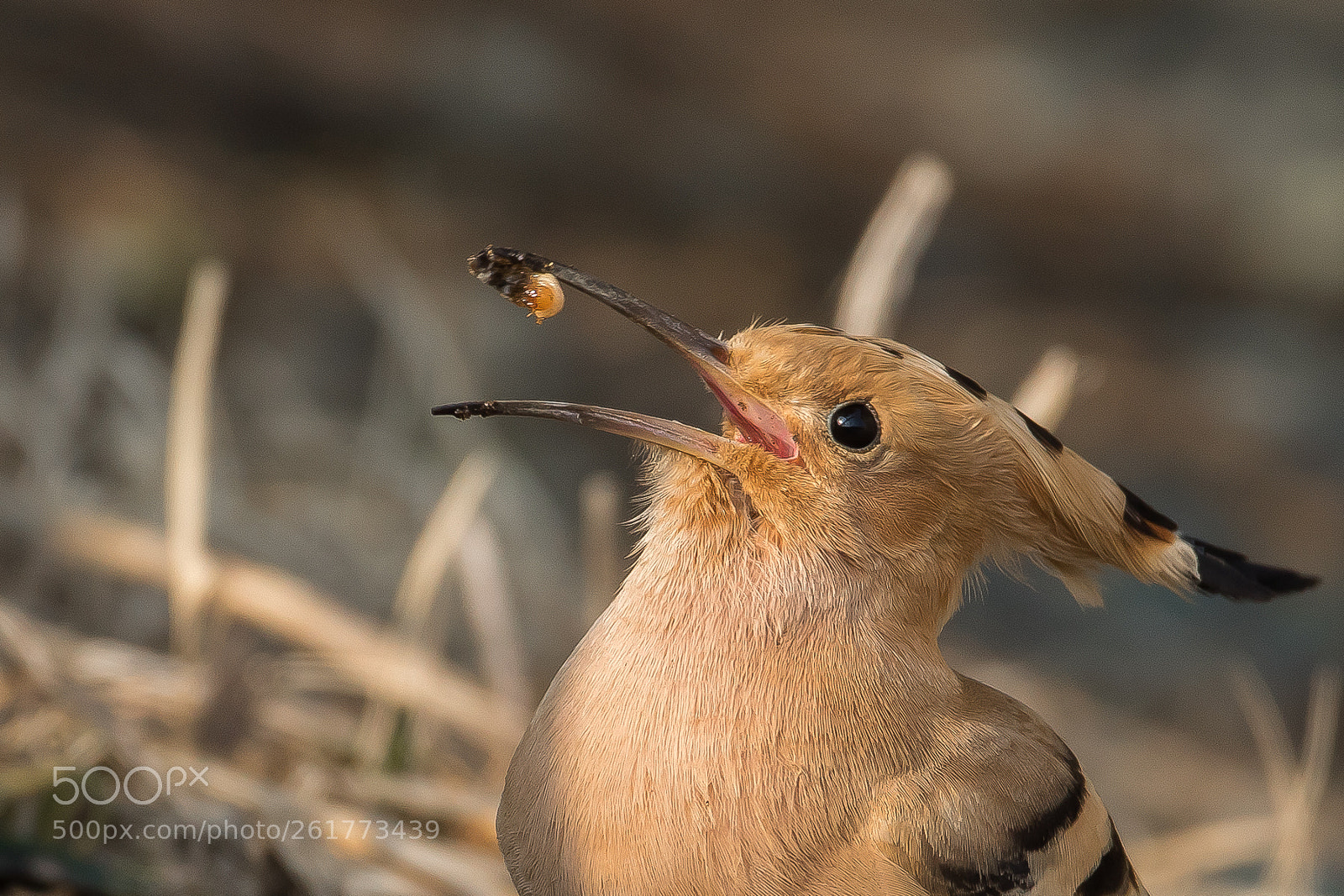 Canon EOS 7D Mark II sample photo. Yummmmmy! (hoopoe) photography