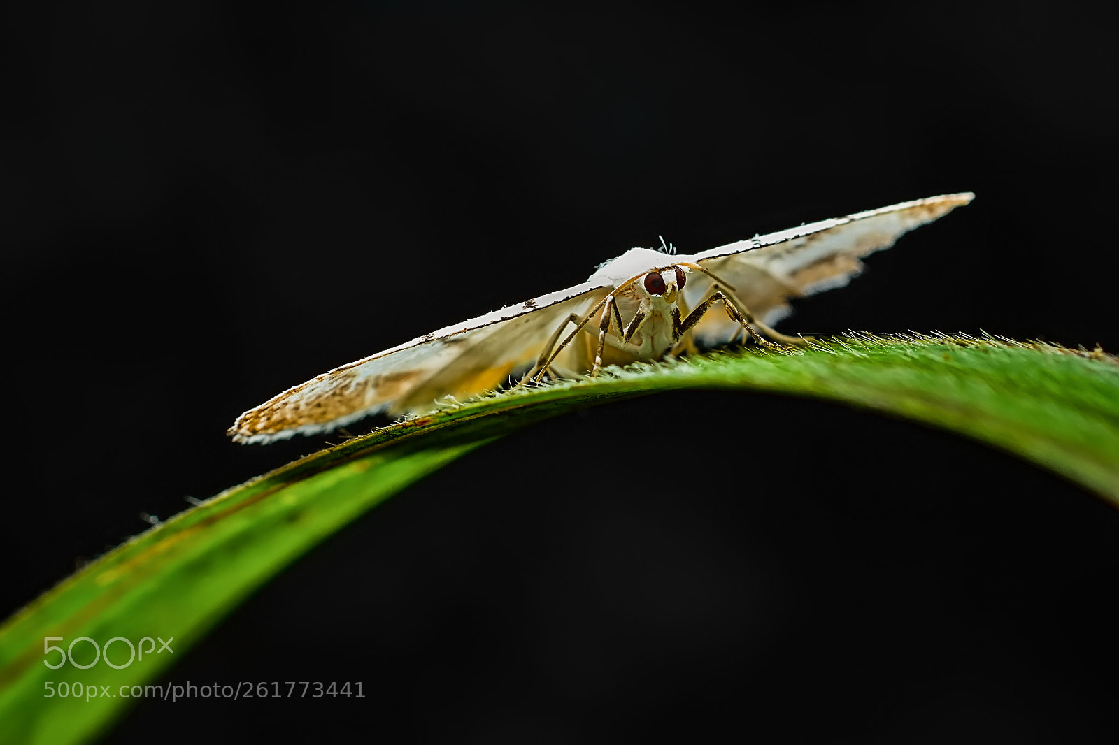 Nikon D7100 sample photo. Moth photography