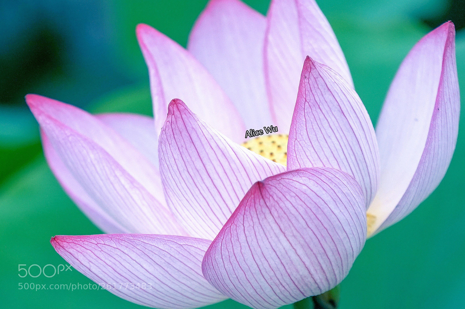 Sony a7R sample photo. Untitled photography