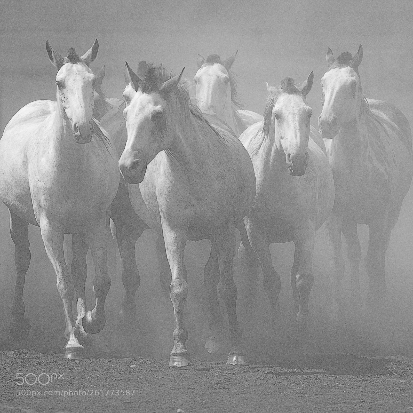 Canon EOS 6D sample photo. White horses photography