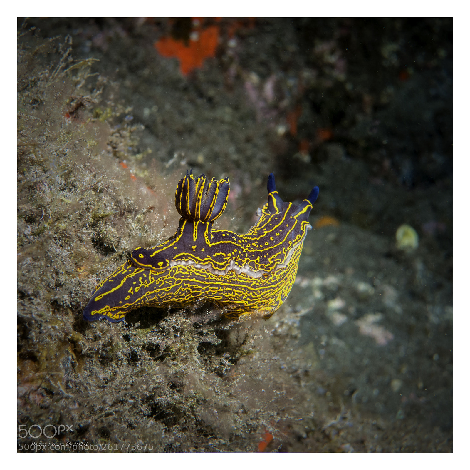 Canon PowerShot S110 sample photo. Nudibranquio en pose photography