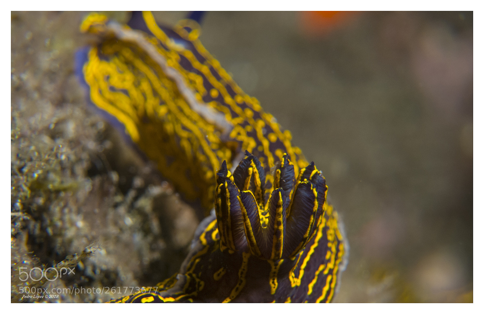 Canon PowerShot S110 sample photo. Ano nudibranquio photography