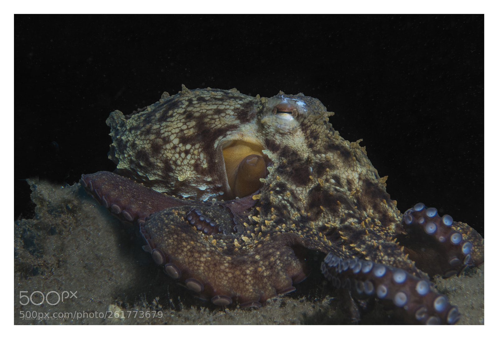 Canon PowerShot S110 sample photo. Pulpo photography