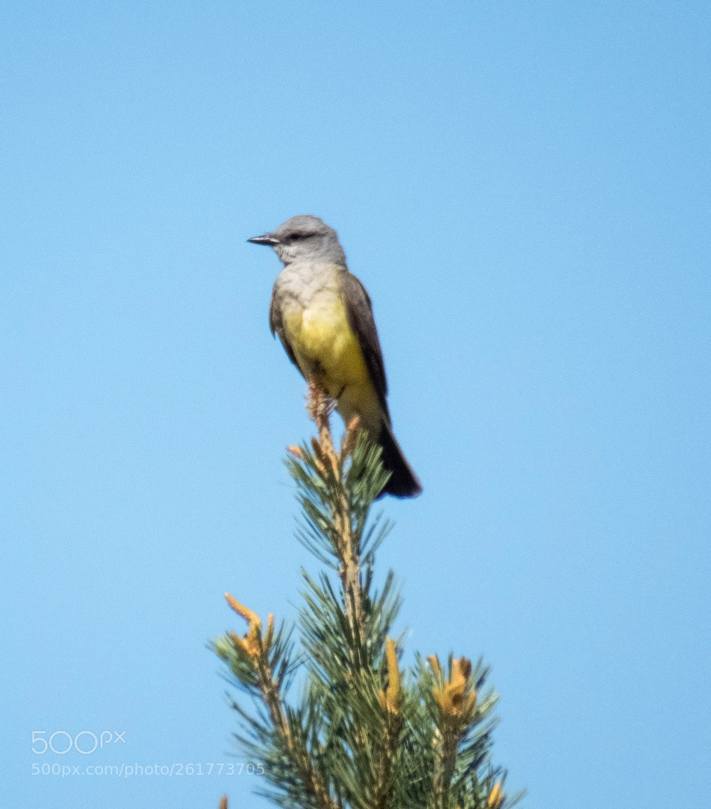 Canon PowerShot SX60 HS sample photo. Western kingbird photography