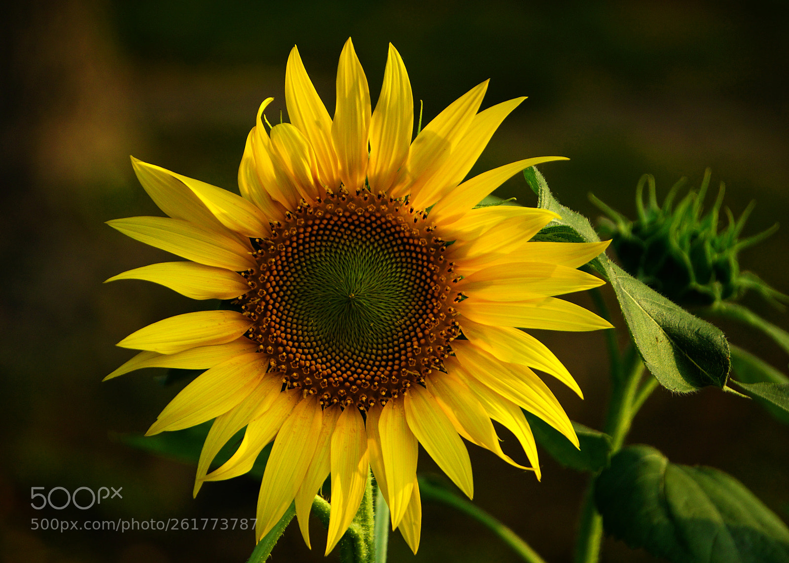Sony a6000 sample photo. Sunny bloom photography