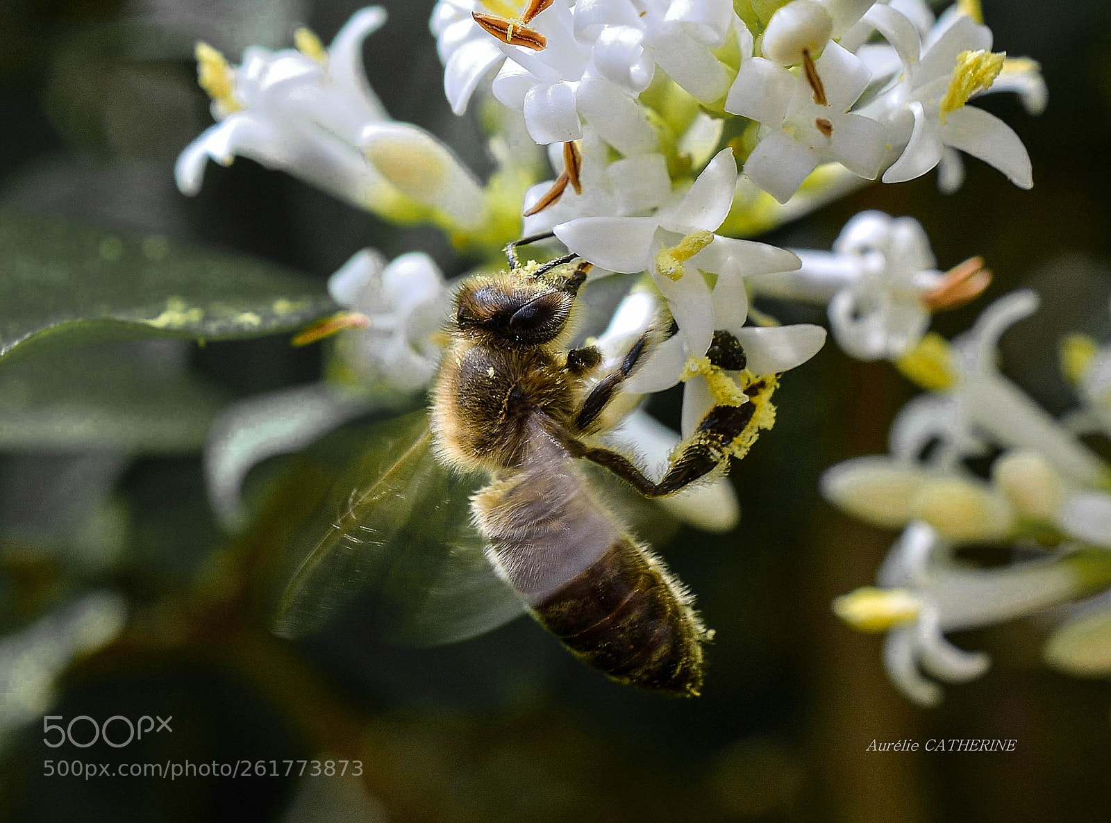 Nikon D5200 sample photo. Fly while working photography
