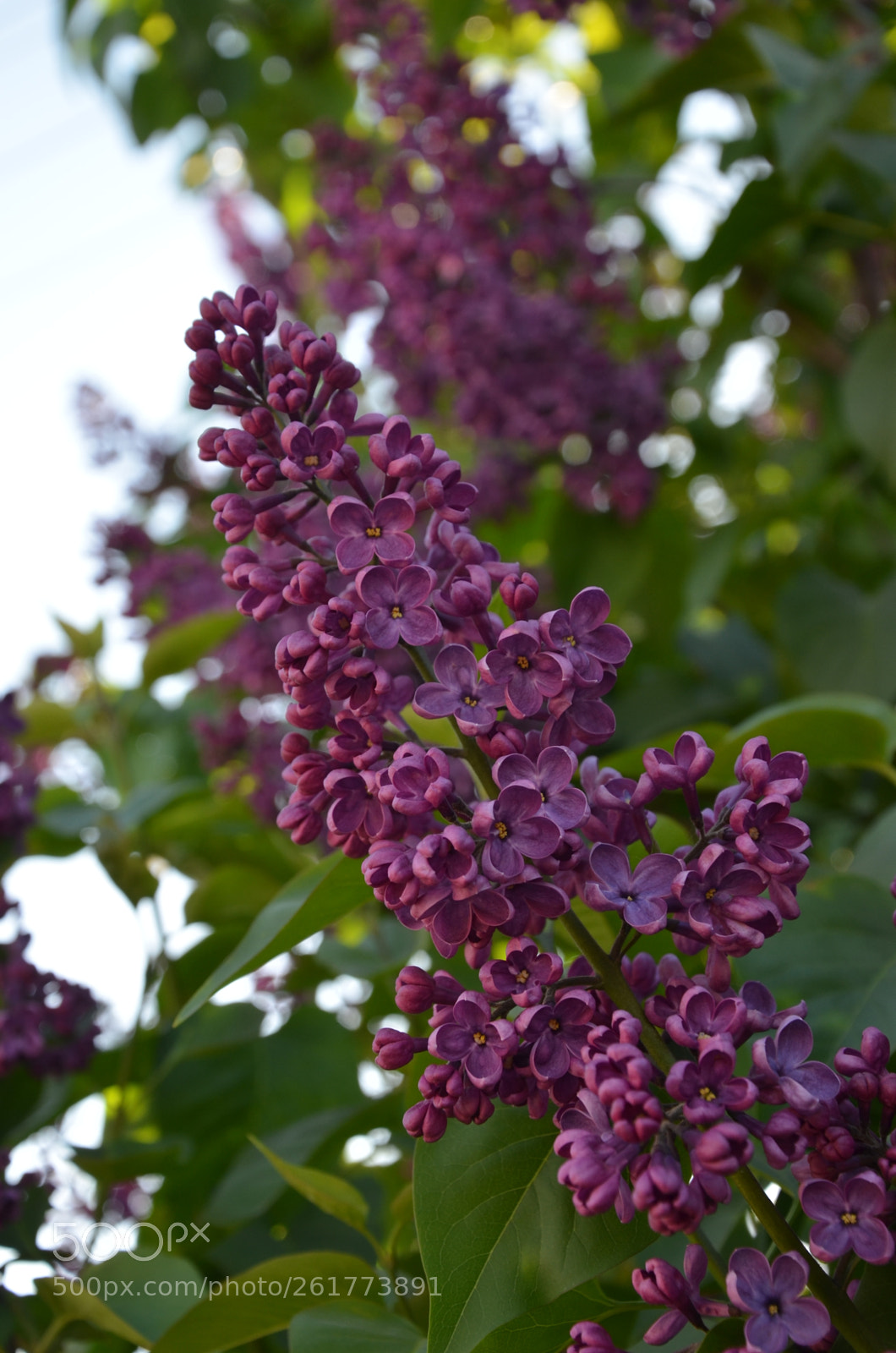 Nikon D5100 sample photo. Lilac photography