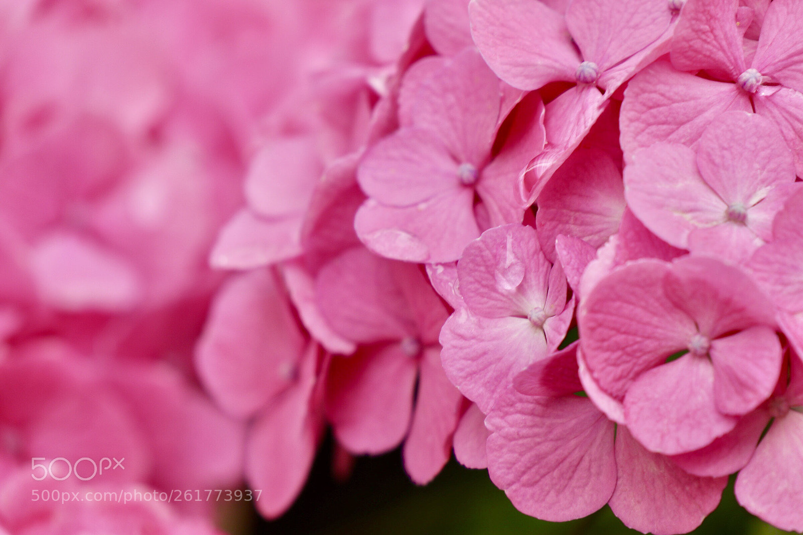 Canon EOS M5 sample photo. Hydrangea after the rain photography