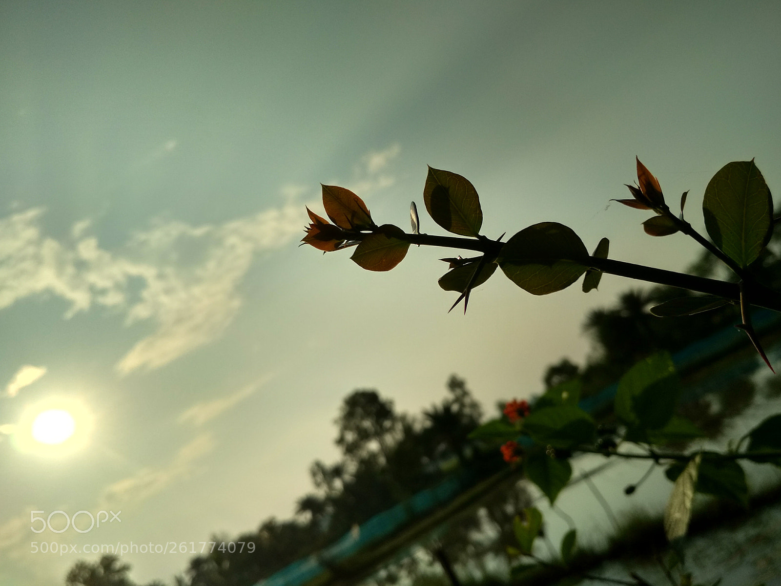 Xiaomi Redmi 4 Pro sample photo. Untitled photography