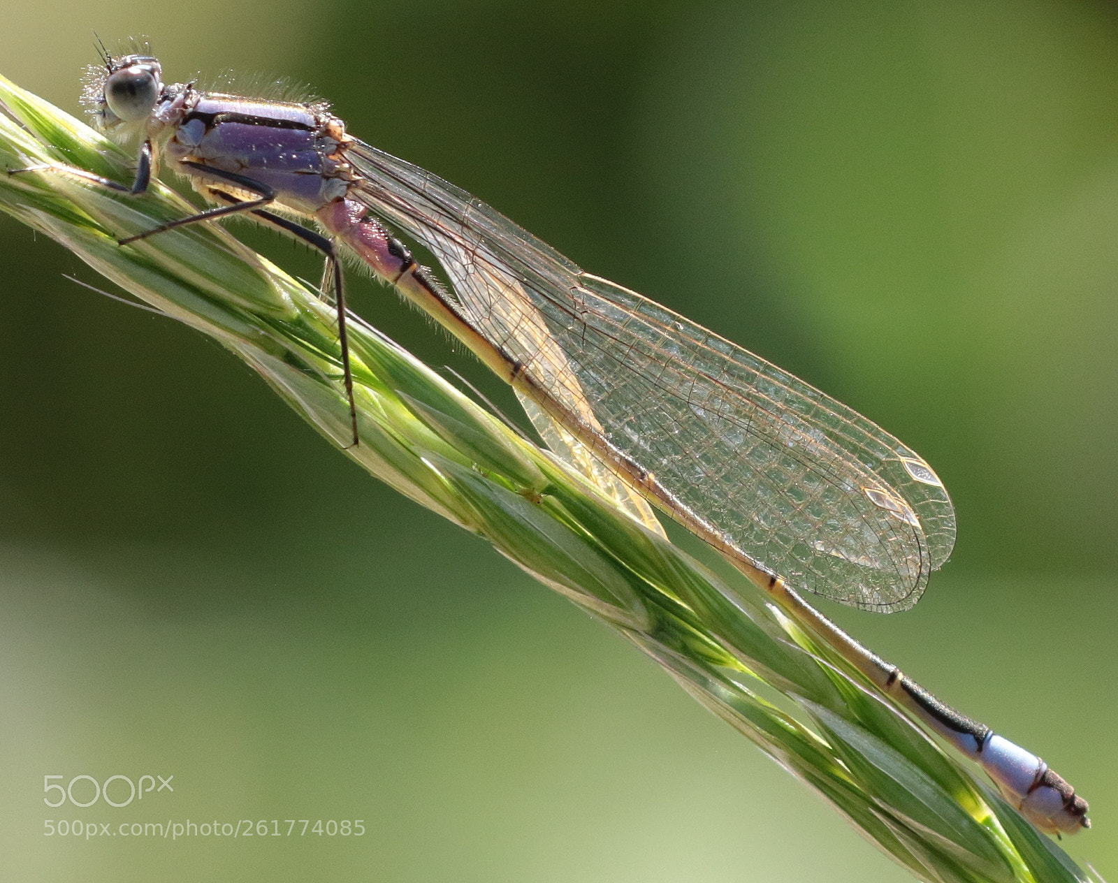 Canon EOS 7D Mark II sample photo. Female blue tailed damsel photography