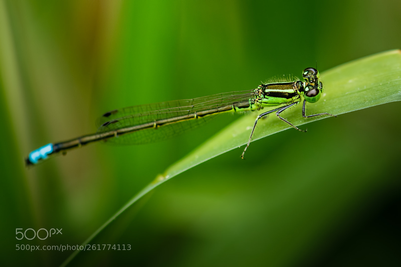 Nikon D7100 sample photo. Eastern forktail photography