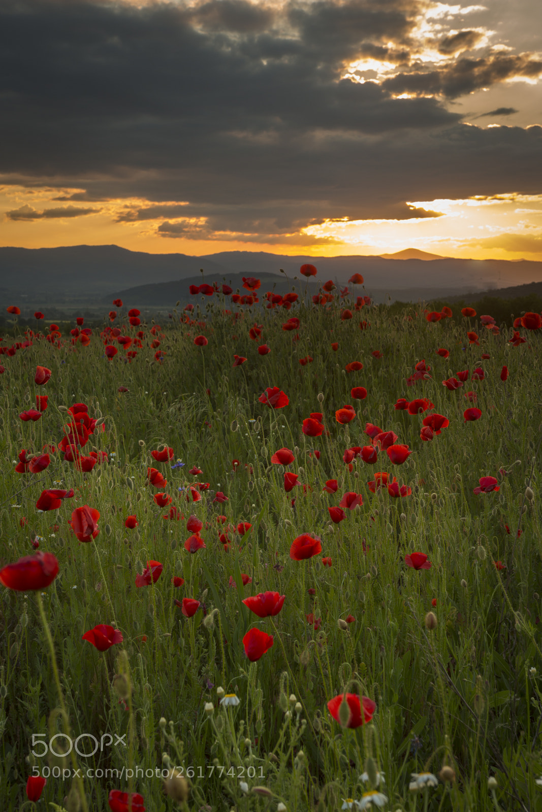 Canon EOS 100D (EOS Rebel SL1 / EOS Kiss X7) sample photo. Floral sunset.jpg photography