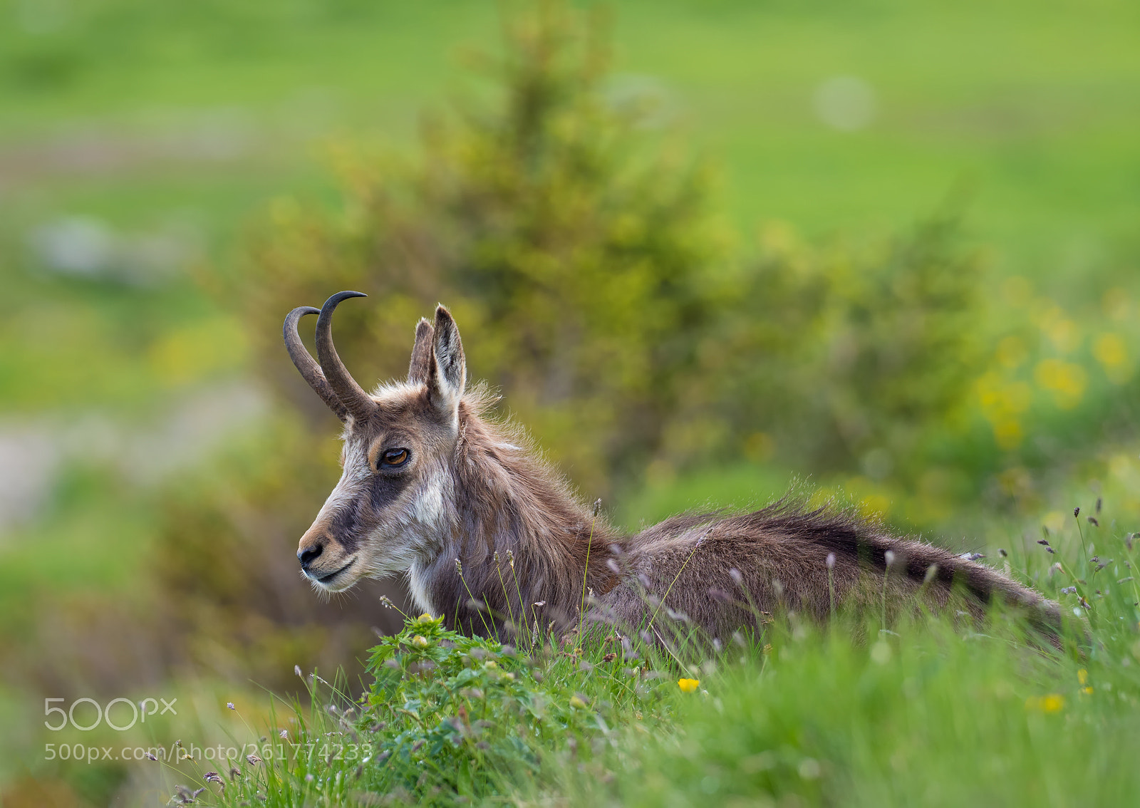 Olympus OM-D E-M1 Mark II sample photo. Relaxing chamois photography
