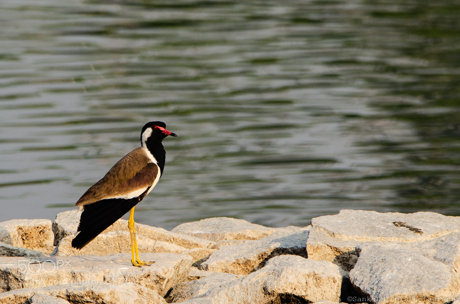 Nikon D5100 sample photo. Red-wattled lapwing photography