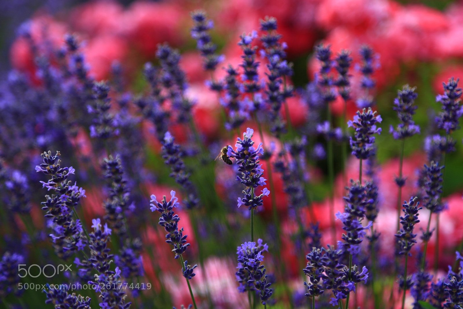 Canon EOS 6D sample photo. Untitled photography