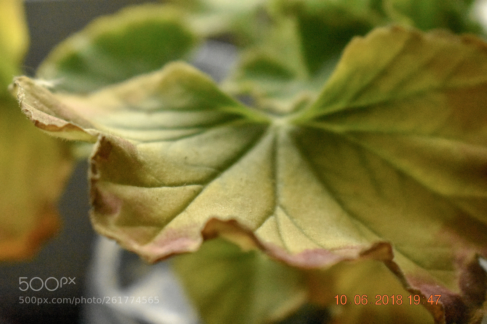 Nikon D3400 sample photo. Geranium leaf photography