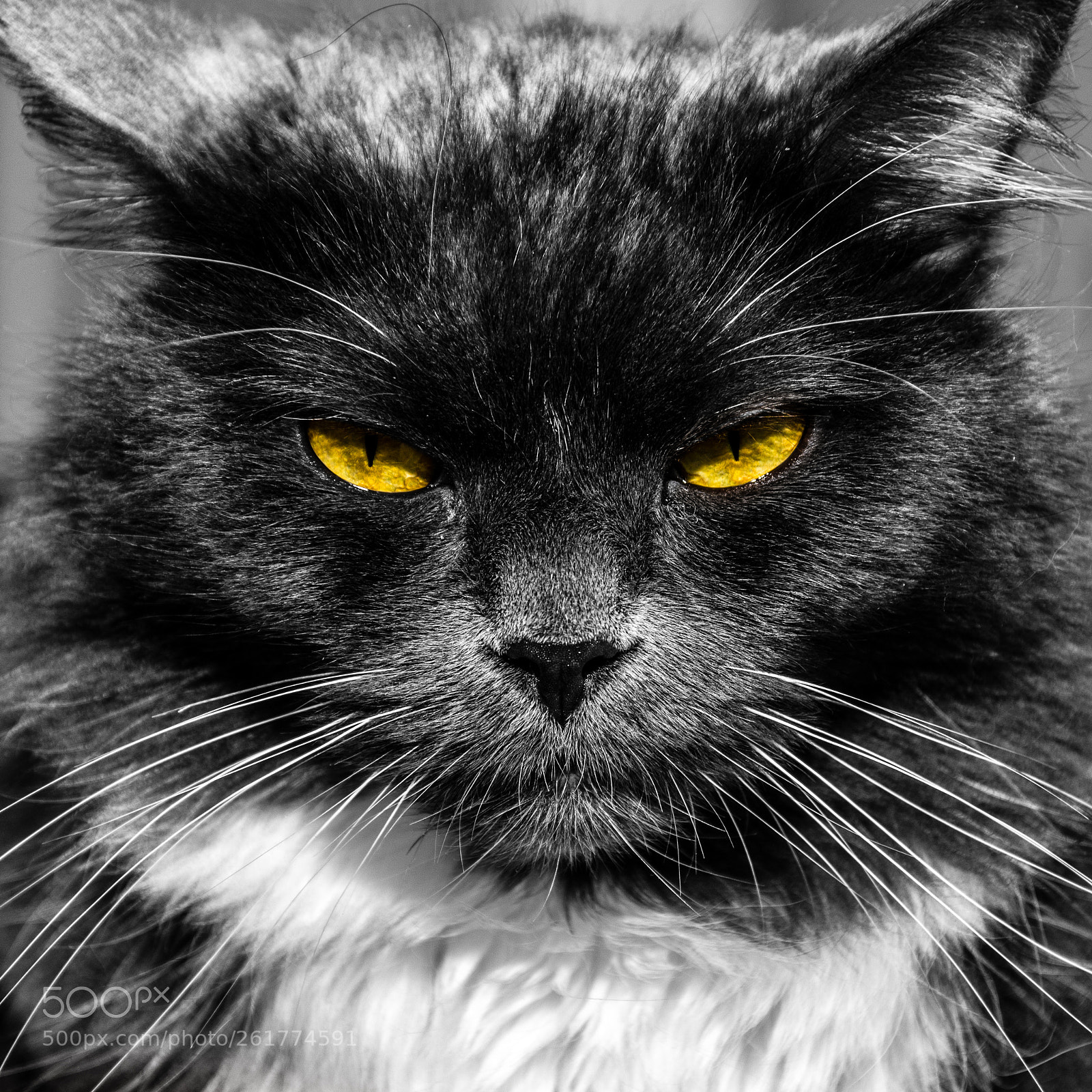 Nikon D7100 sample photo. Angry cat photography