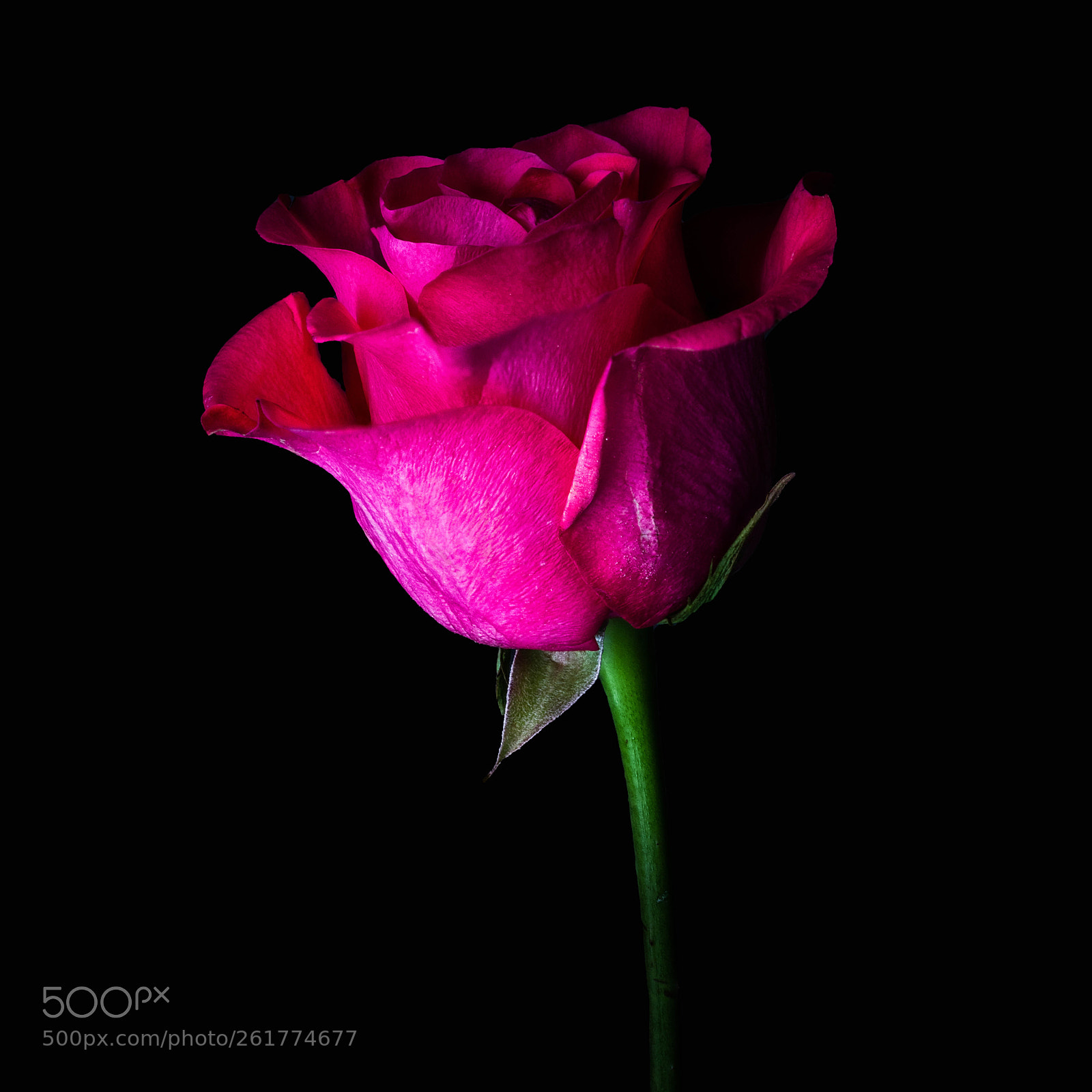 Nikon D850 sample photo. A solo rose photography