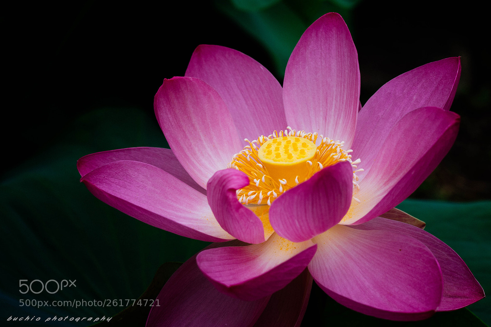Olympus OM-D E-M1 Mark II sample photo. Oga lotus photography
