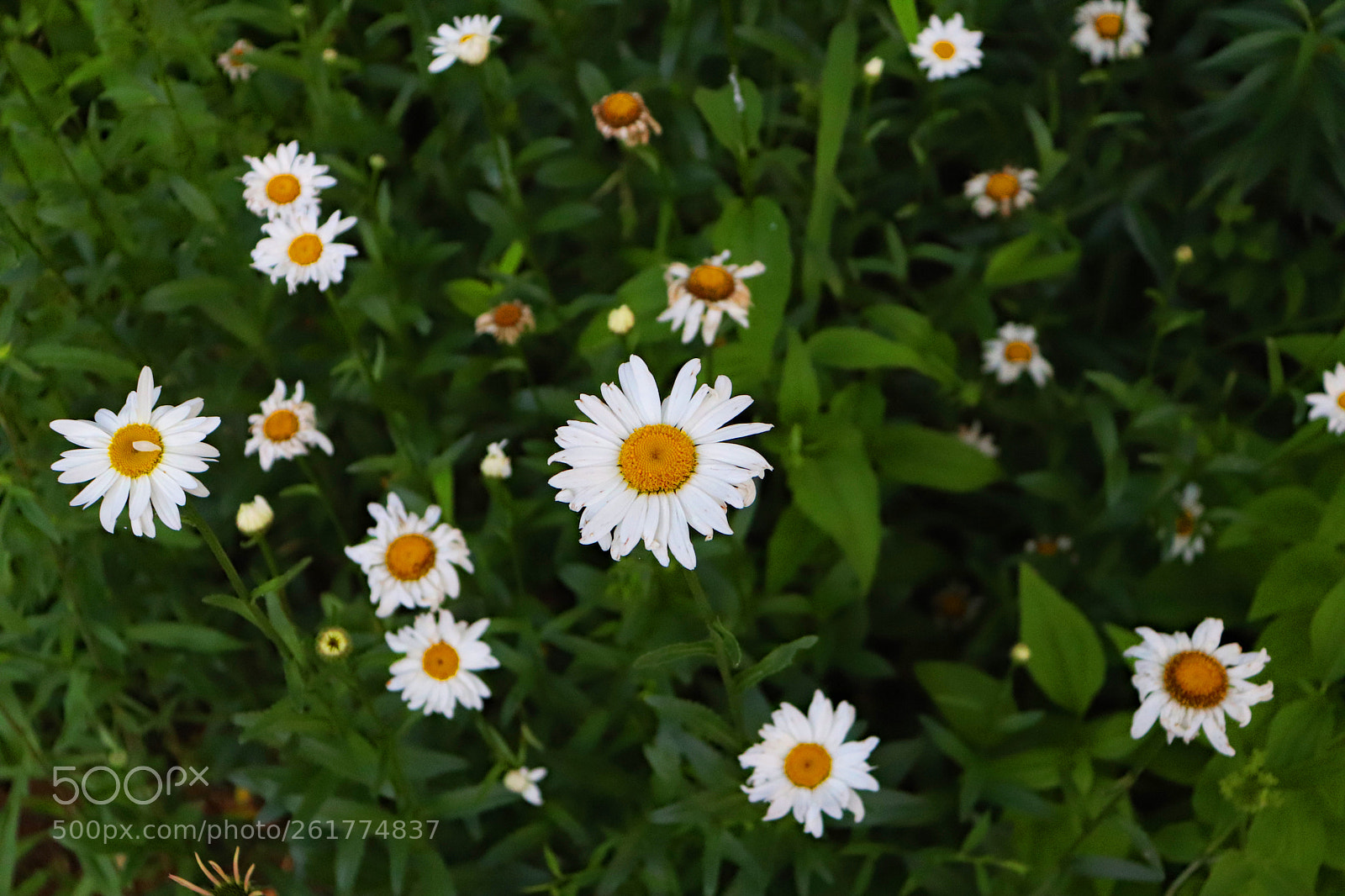 Canon EOS 200D (EOS Rebel SL2 / EOS Kiss X9) sample photo. You're a daisy if photography