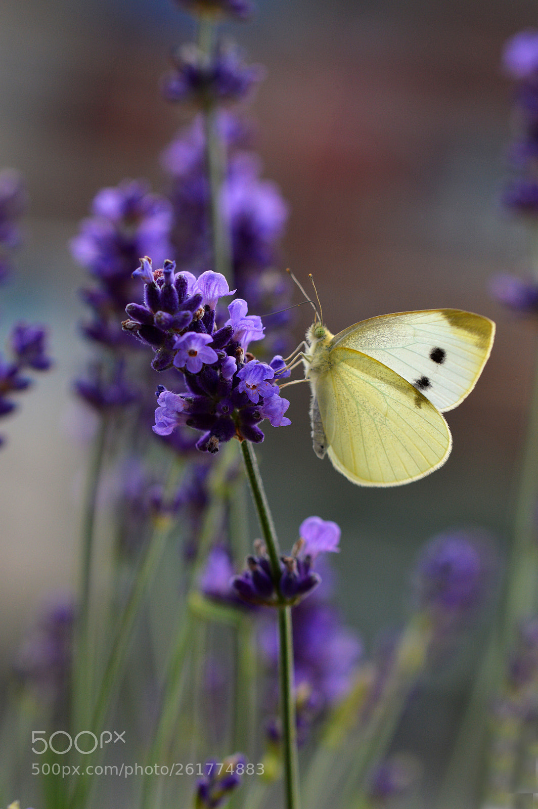 Nikon D3200 sample photo. Butterfly photography