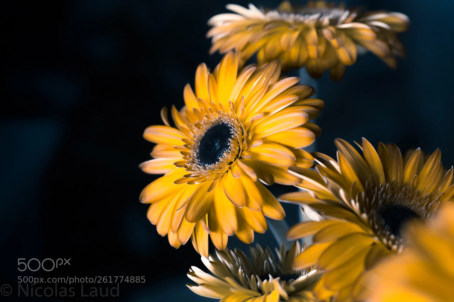 Canon EOS 6D sample photo. Gerbera fire photography