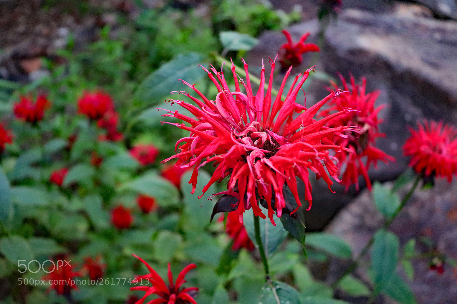 Canon EOS 200D (EOS Rebel SL2 / EOS Kiss X9) sample photo. Ocoee flowers photography