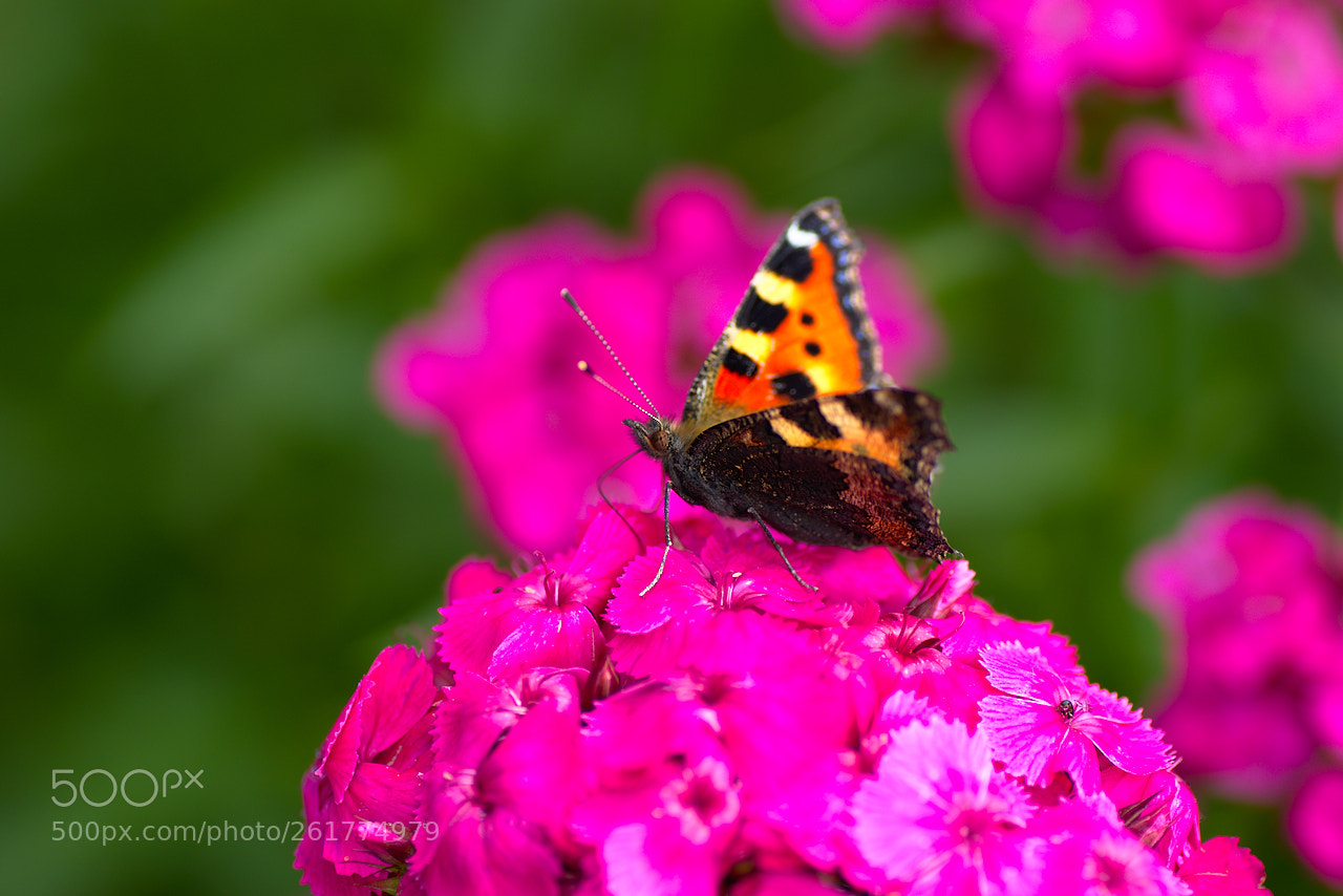 Nikon D5600 sample photo. Butterfly photography