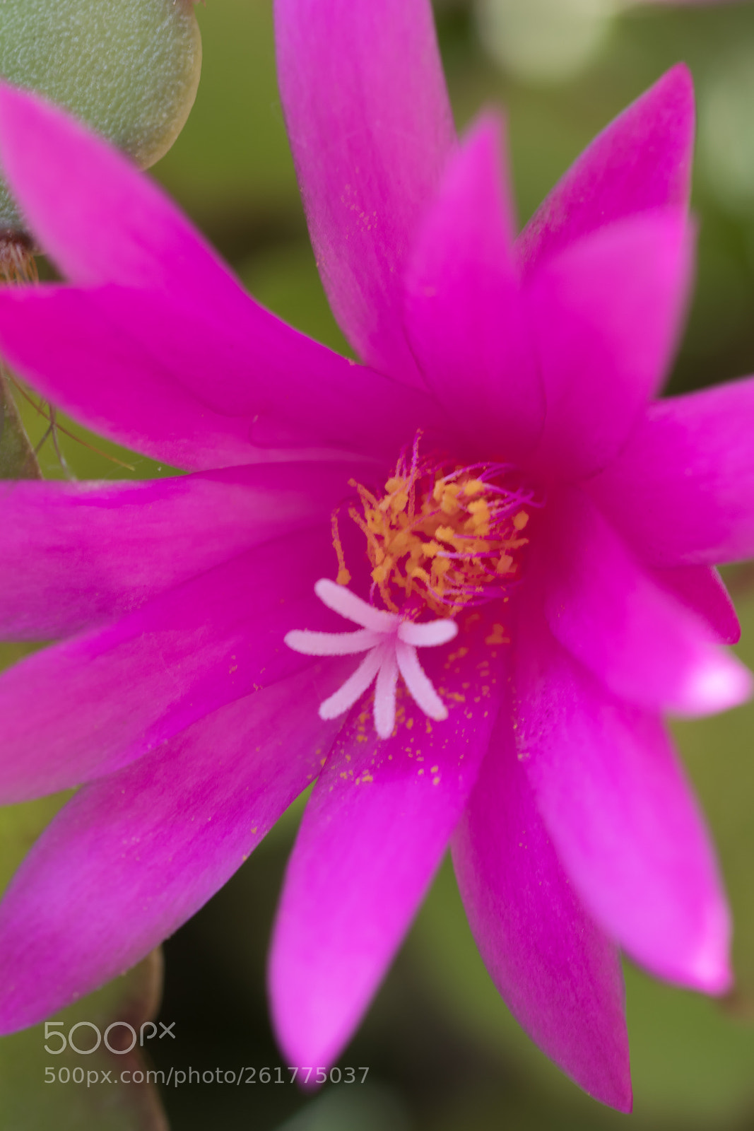 Canon EOS 77D (EOS 9000D / EOS 770D) sample photo. Christmas cactus flower photography