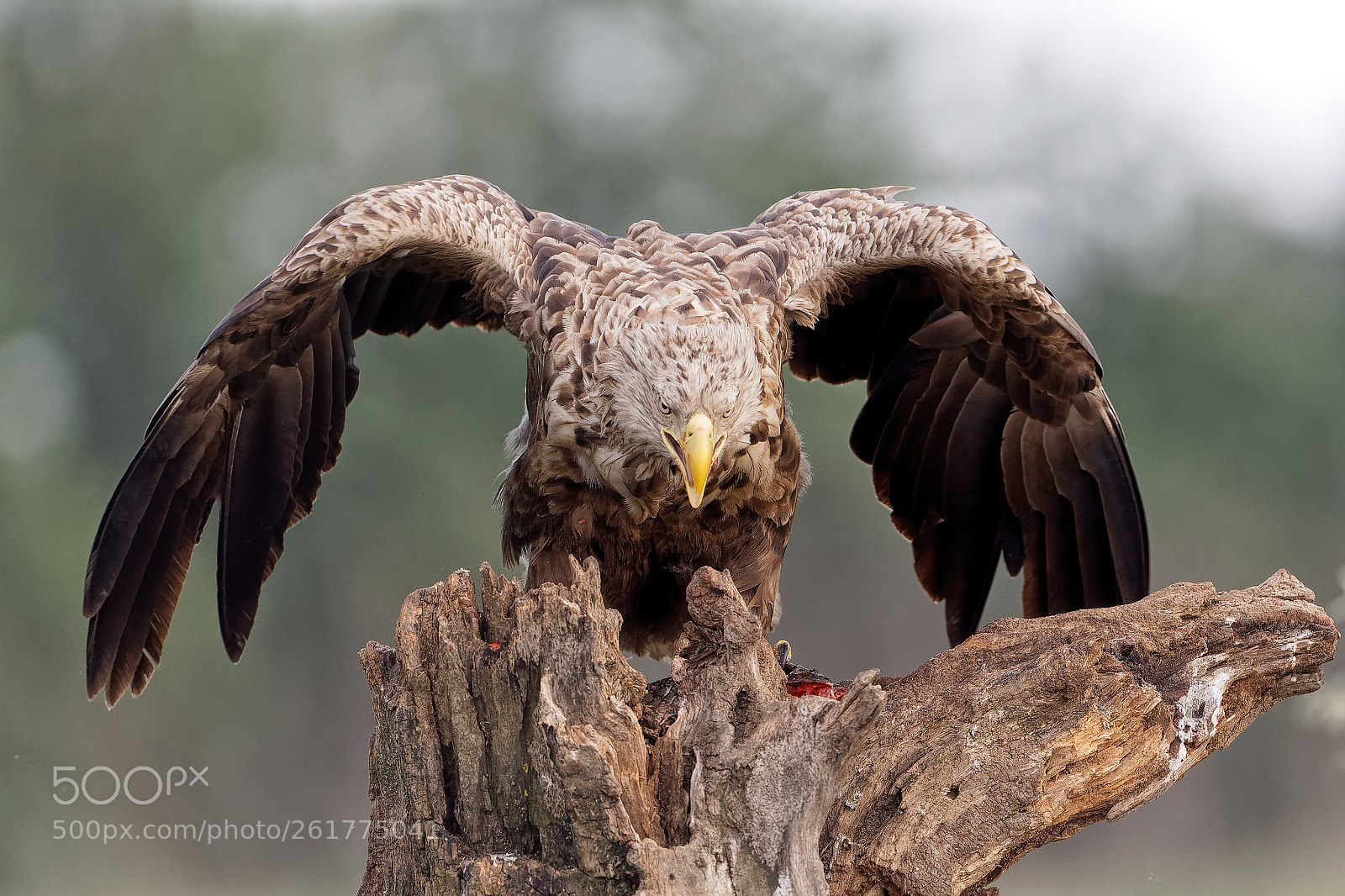 Canon EOS 5D Mark IV sample photo. Seeadler photography