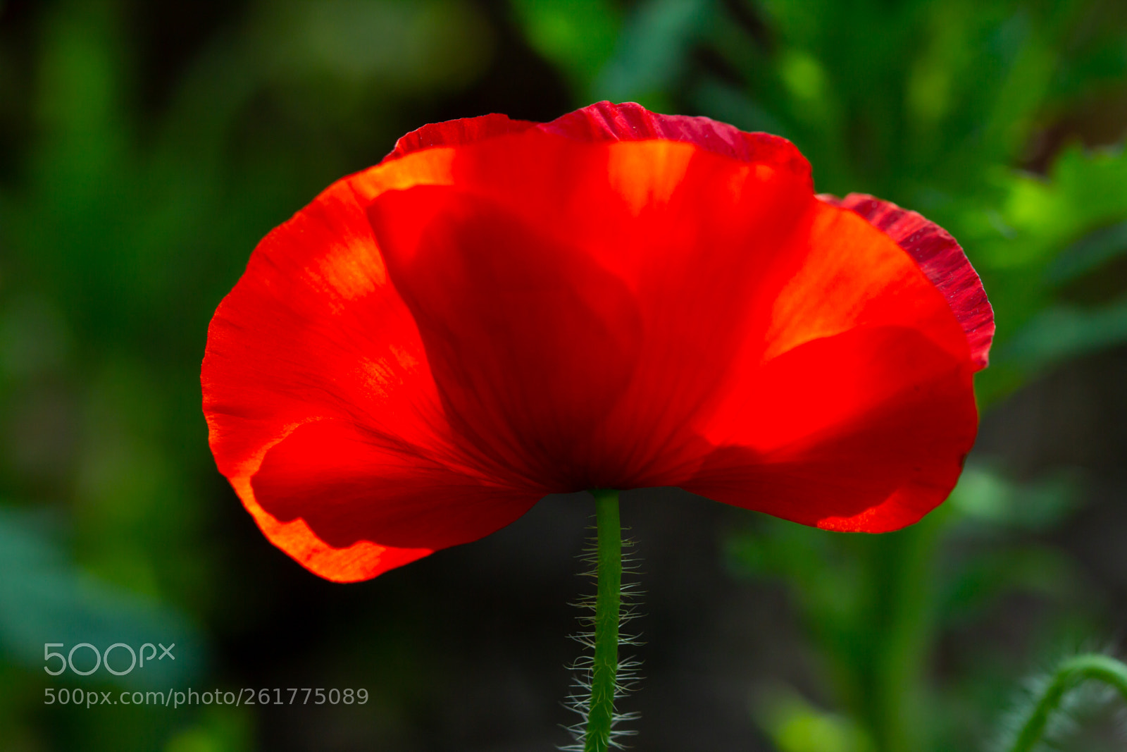Canon EOS 60D sample photo. Red poppy photography