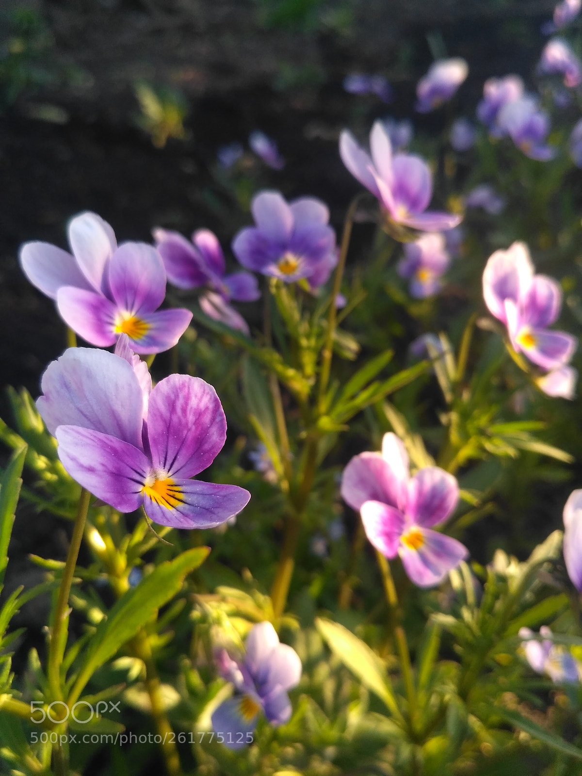 Xiaomi Redmi 3S sample photo. Untitled photography