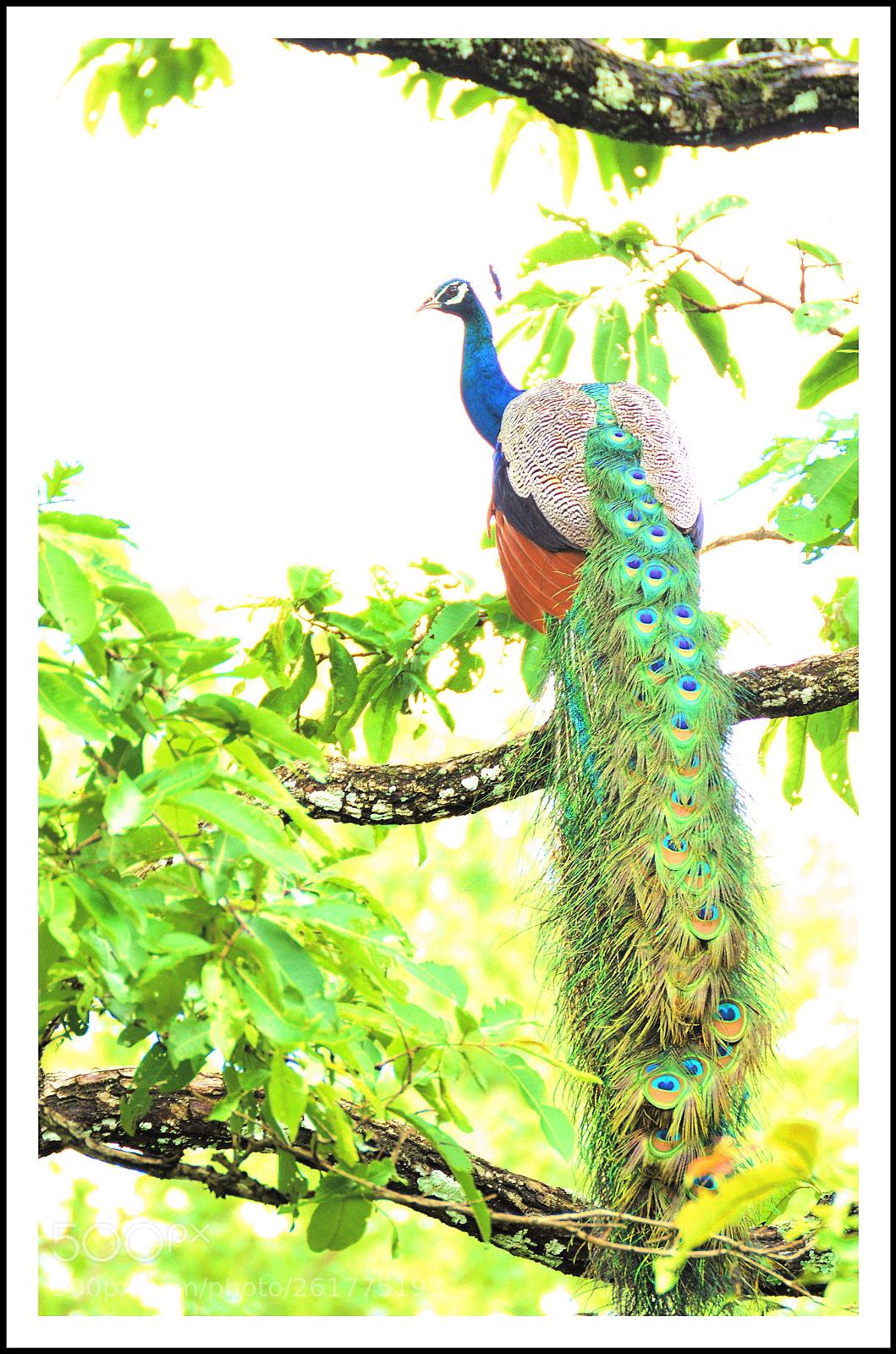 Nikon D5100 sample photo. Peacock photography
