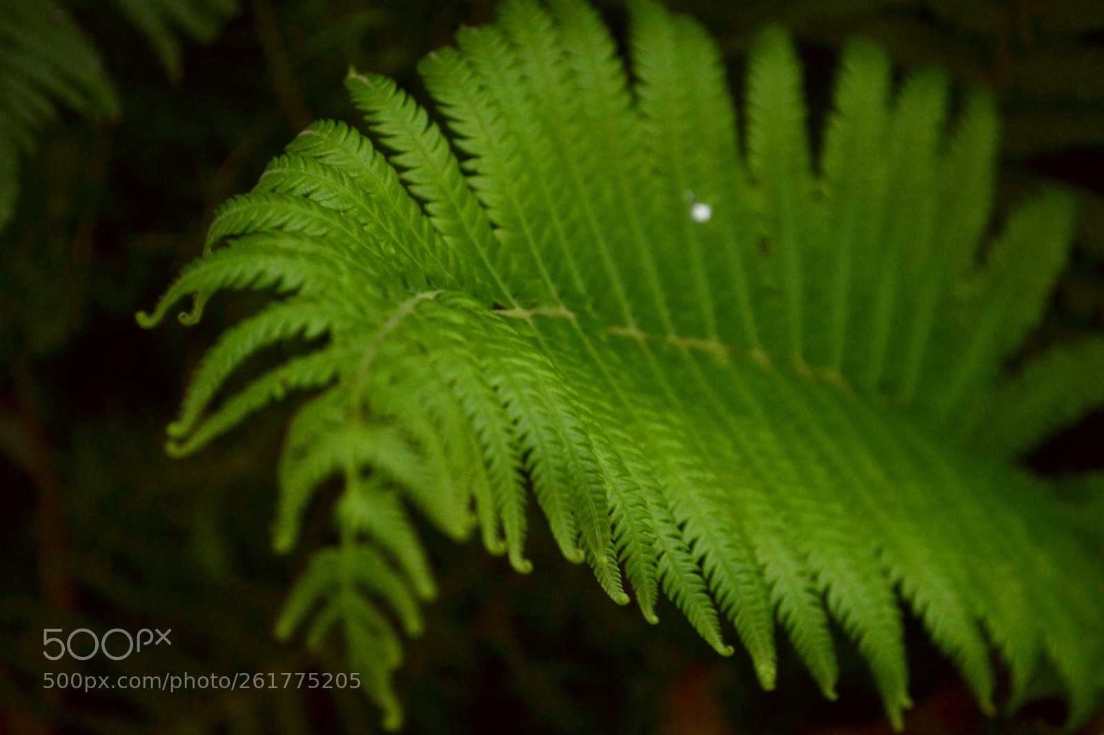 Nikon D3100 sample photo. Untitled photography