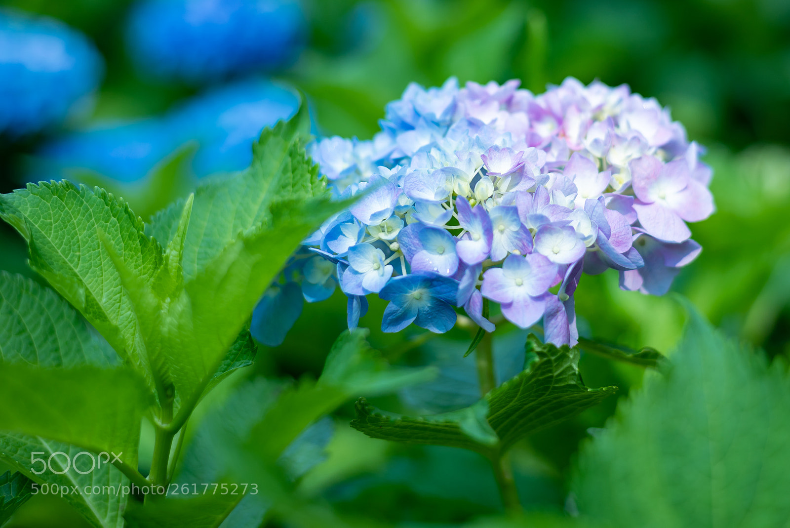 Nikon D750 sample photo. Ajisai hydrangea photography