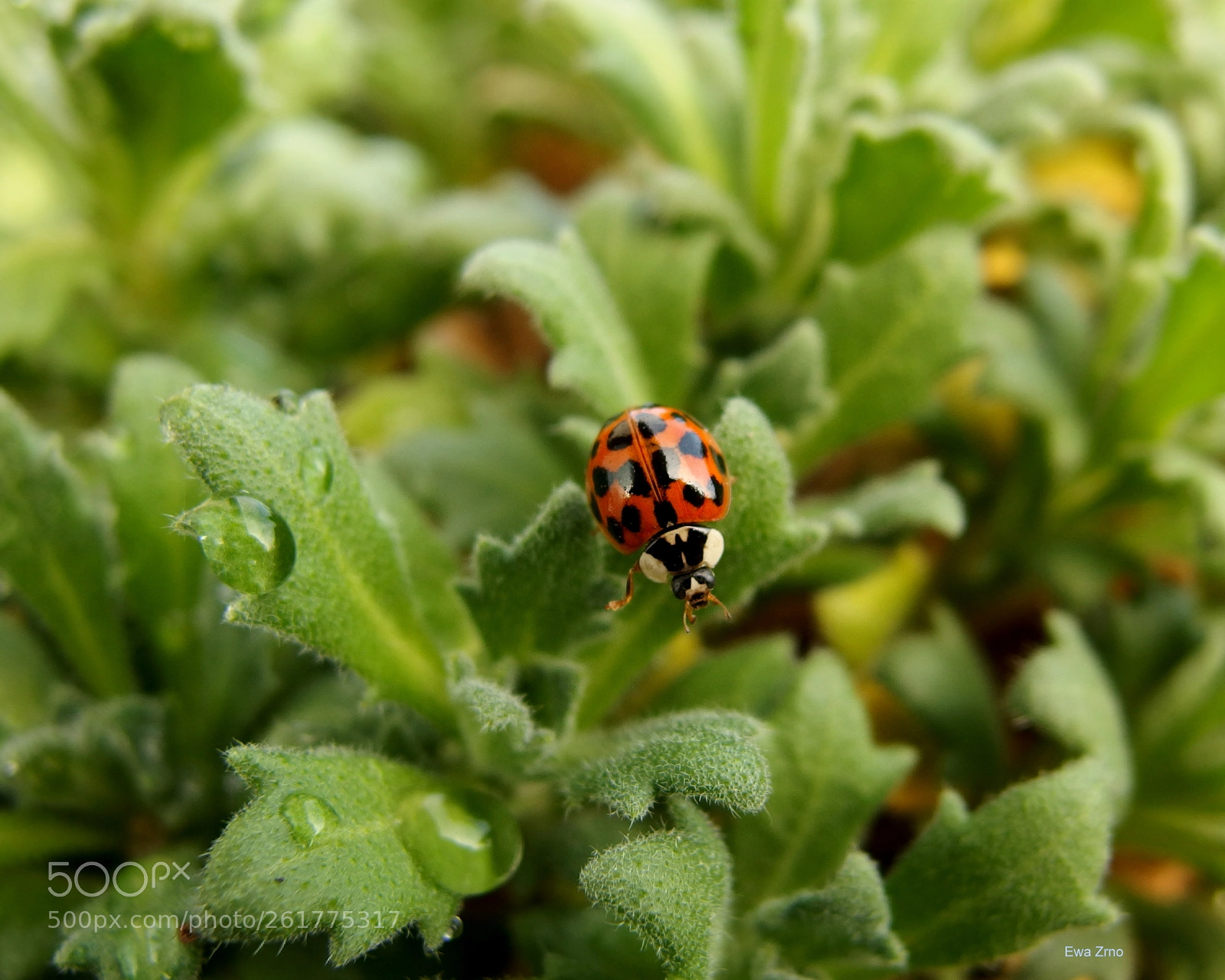 Olympus XZ-2 iHS sample photo. Bringer of luck. photography