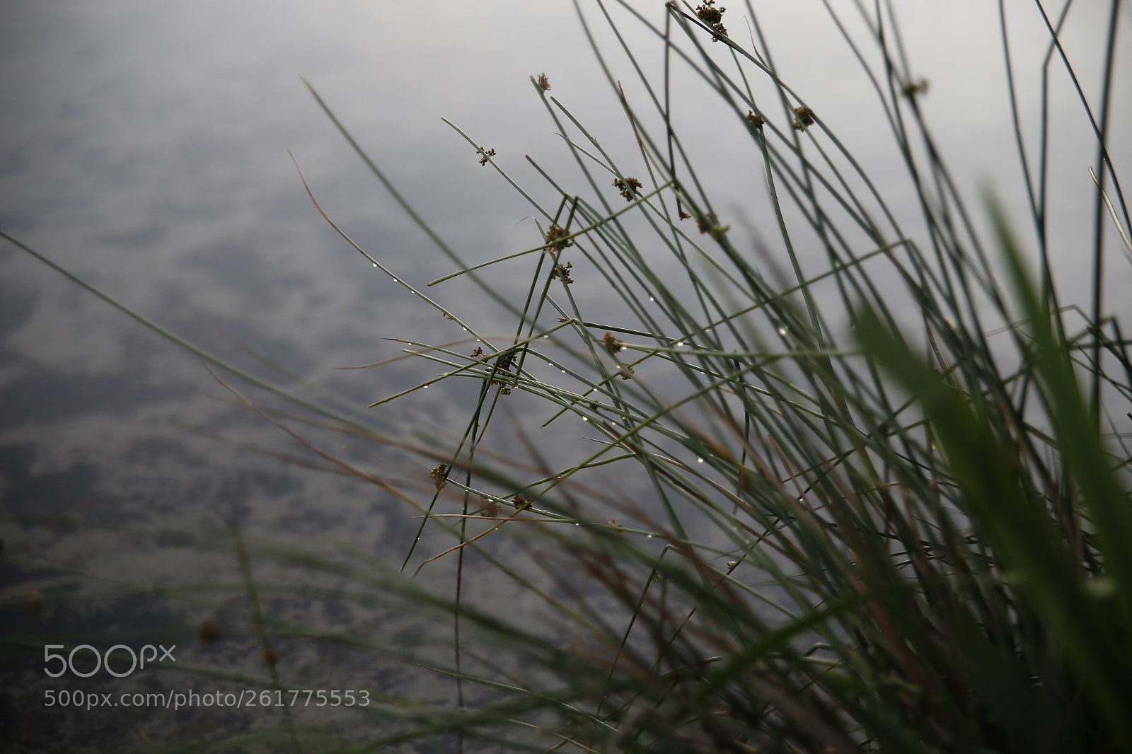 Canon EOS 6D sample photo. Water drops photography