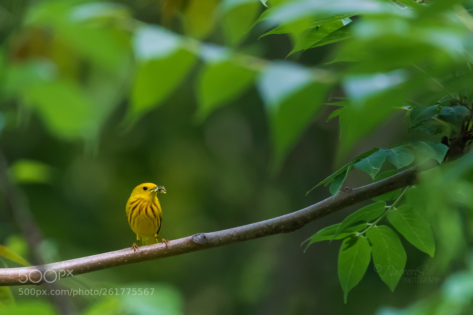 Nikon D500 sample photo. Yellow warbler staking the photography