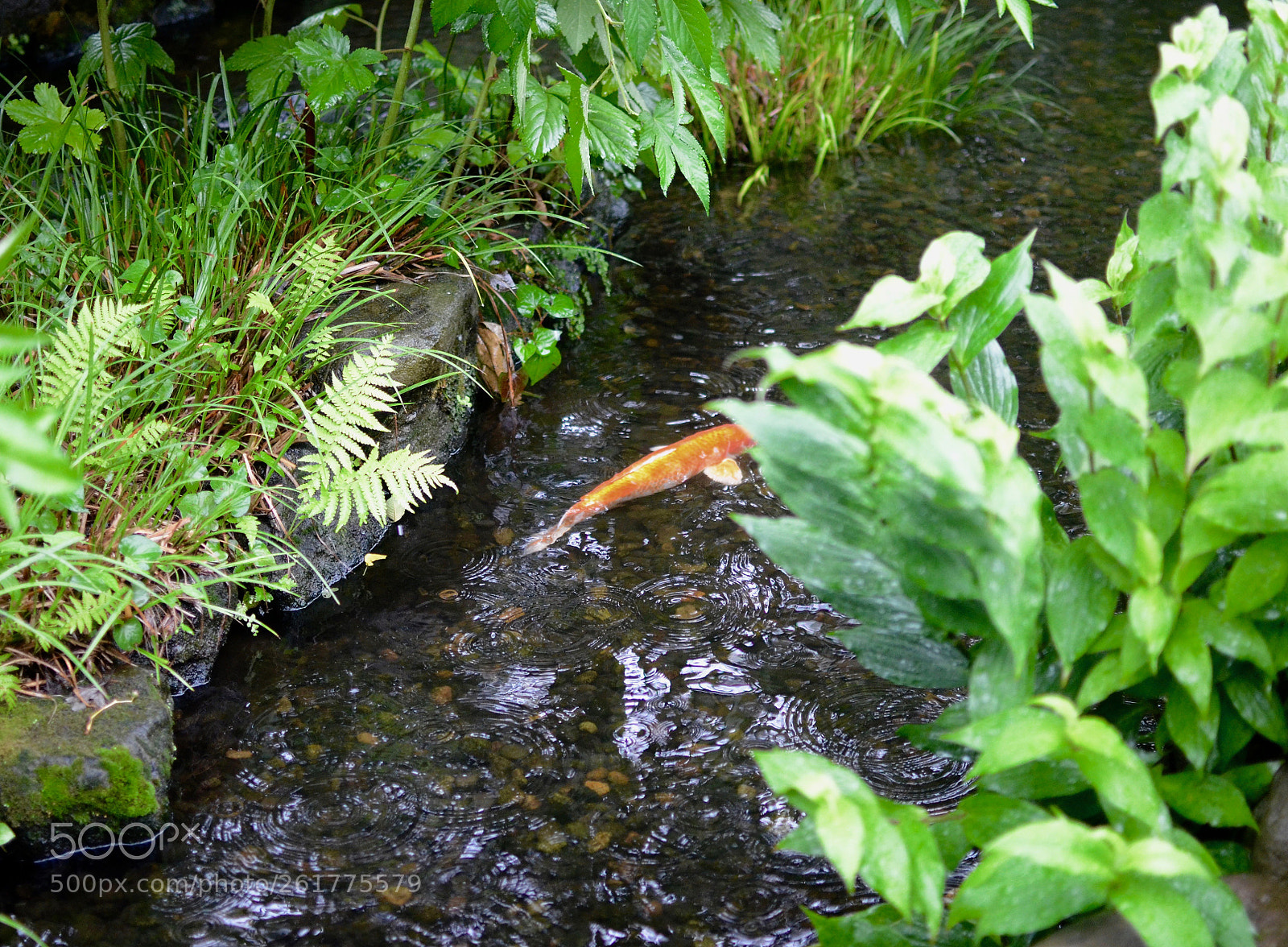 Nikon D7000 sample photo. Carpin rain photography