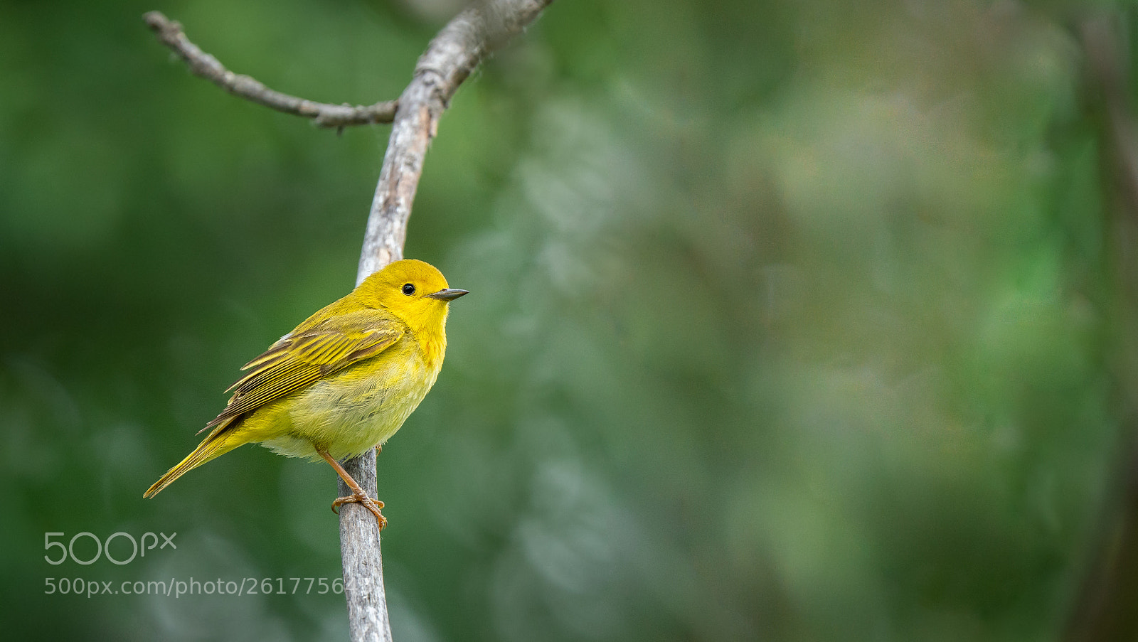 Sony a6300 sample photo. Splash of yellow photography