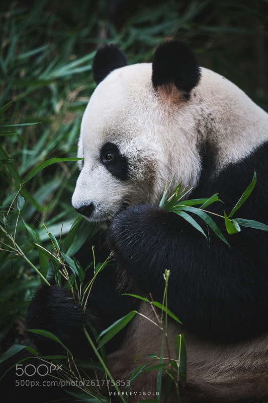 Canon EOS 5D Mark II sample photo. Panda photography