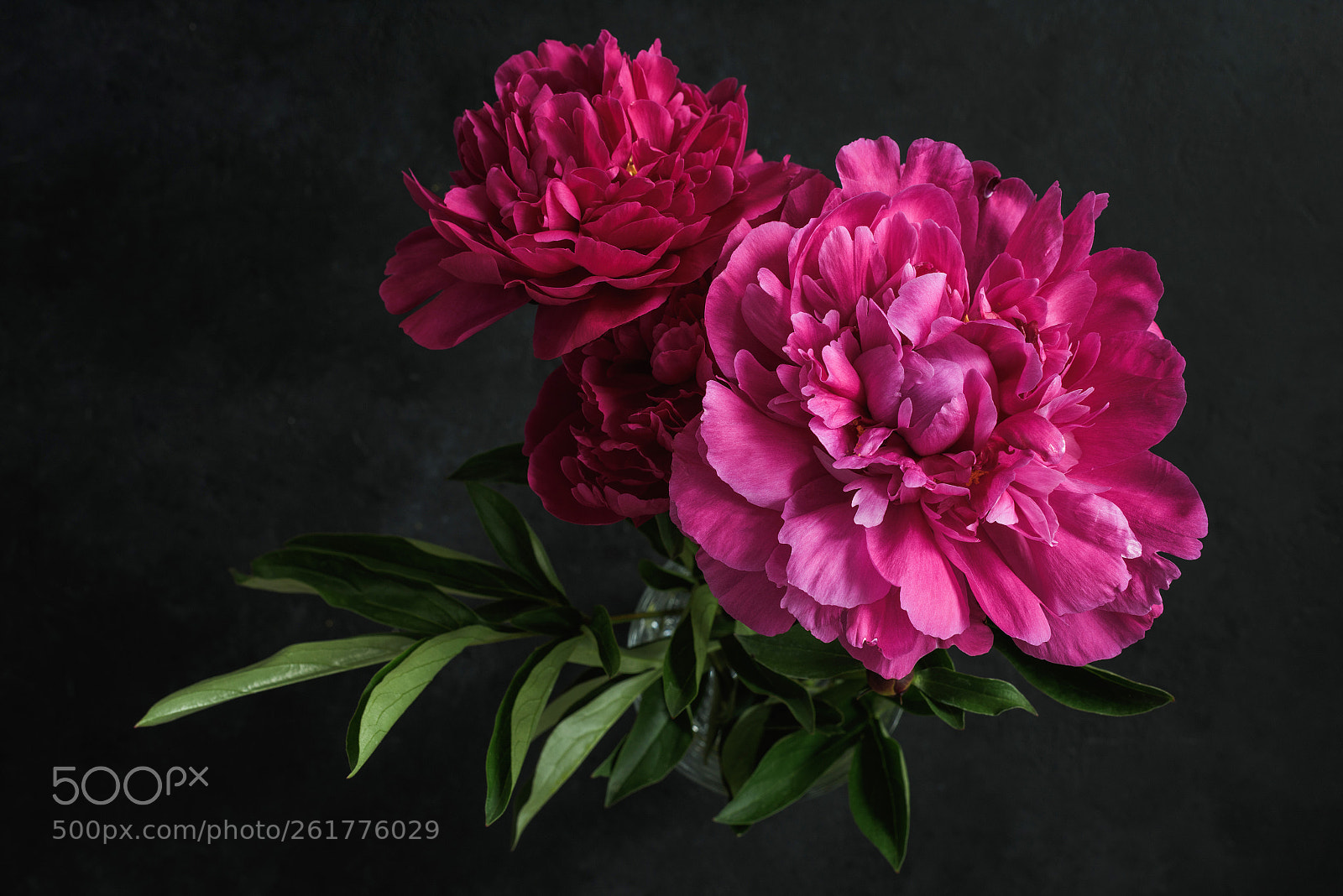 Nikon D810 sample photo. Beautiful pink peonies on photography